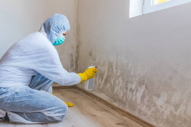 Licensed Black Mold Remediation service in Kingston, NY - 24 Hour Mold Removal