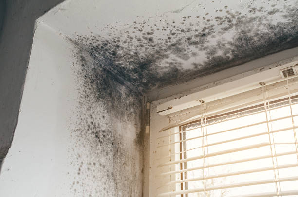 Affordable Black Mold Remediation solutions in Kingston, NY