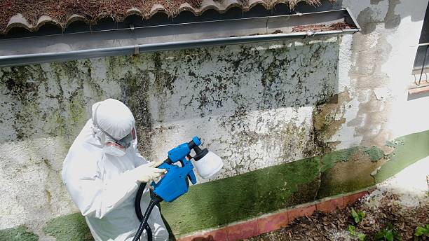 Top rated local Black Mold Remediation specialists in Kingston, NY